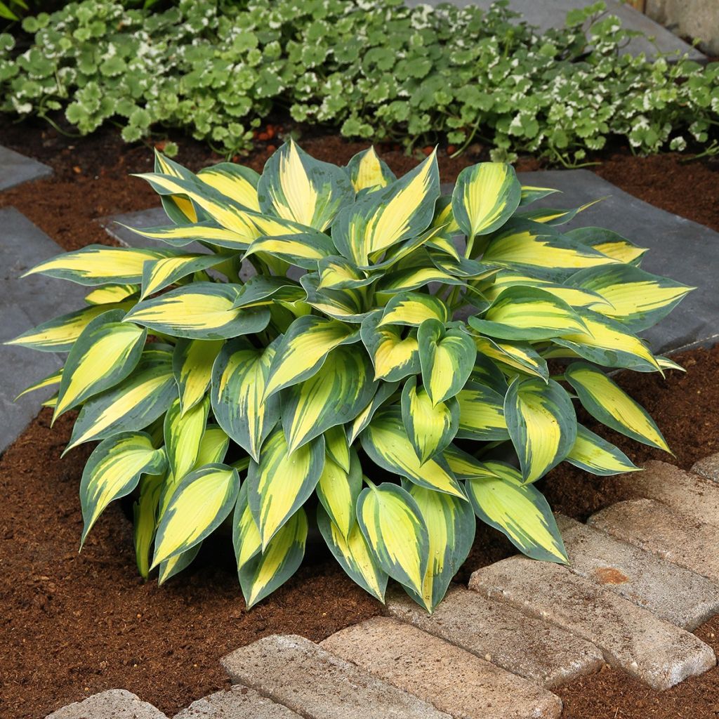 Hosta Timeless Beauty - Garten-Funkie