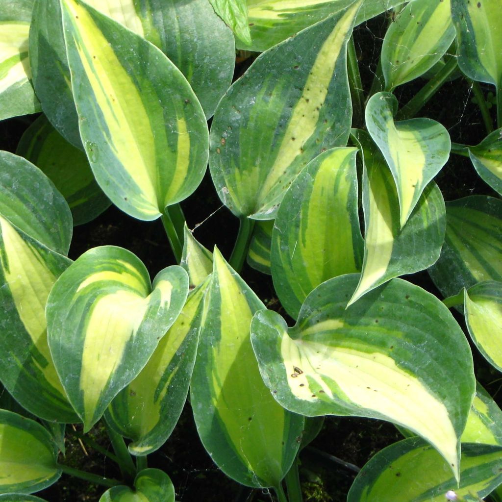 Hosta Touch Of Class - Garten-Funkie