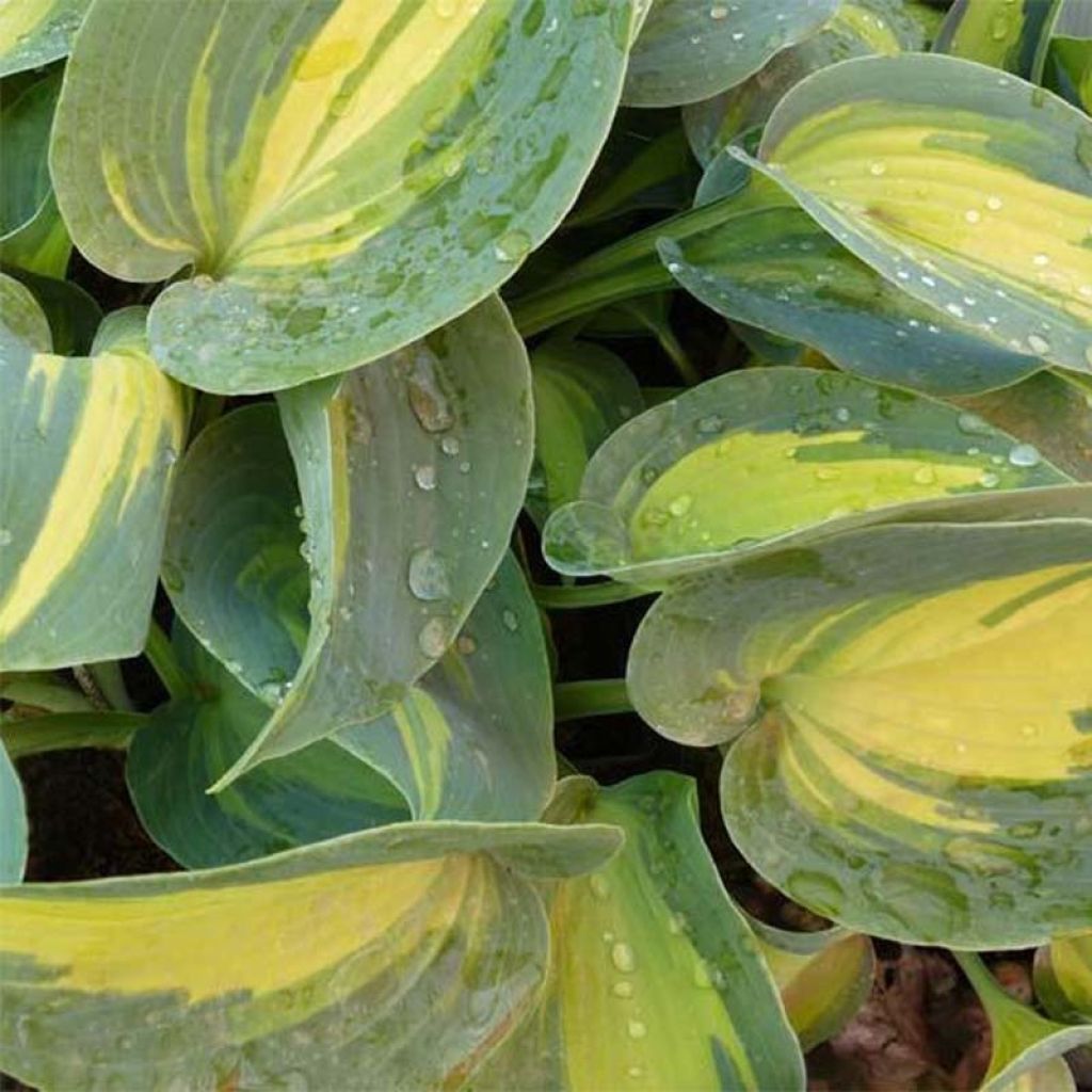 Hosta Touch Of Class - Garten-Funkie