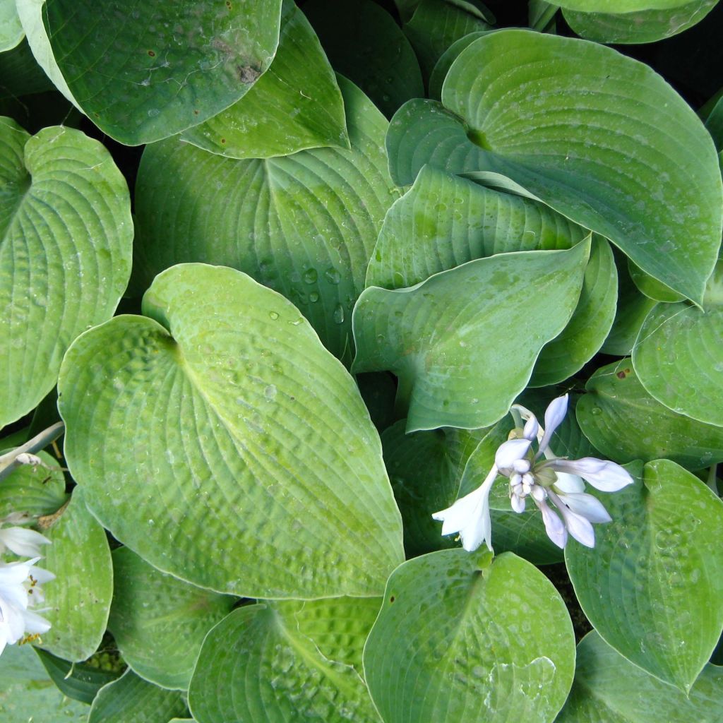 Hosta True Blue - Garten-Funkie