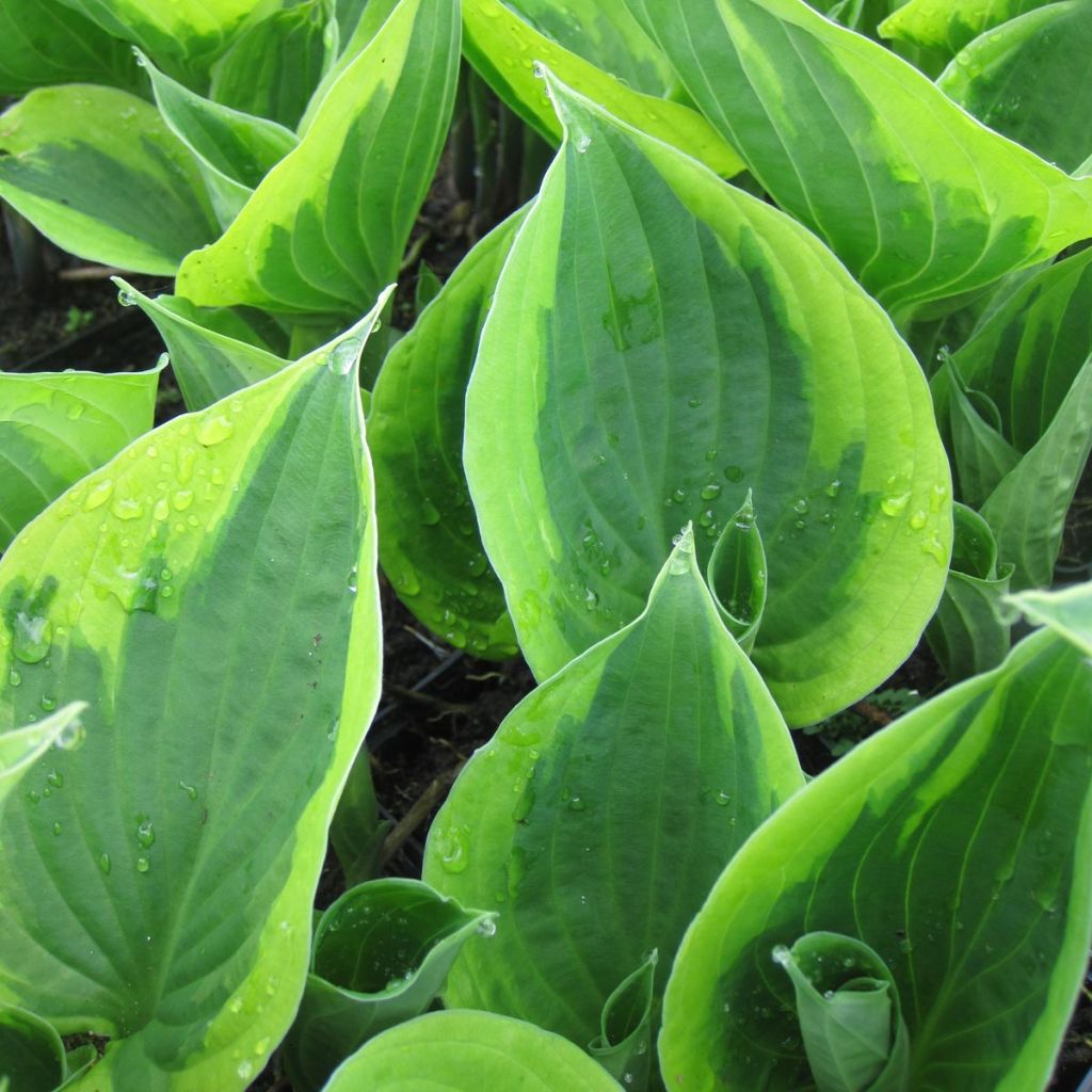 Hosta fortunei Twilight - Garten-Funkie