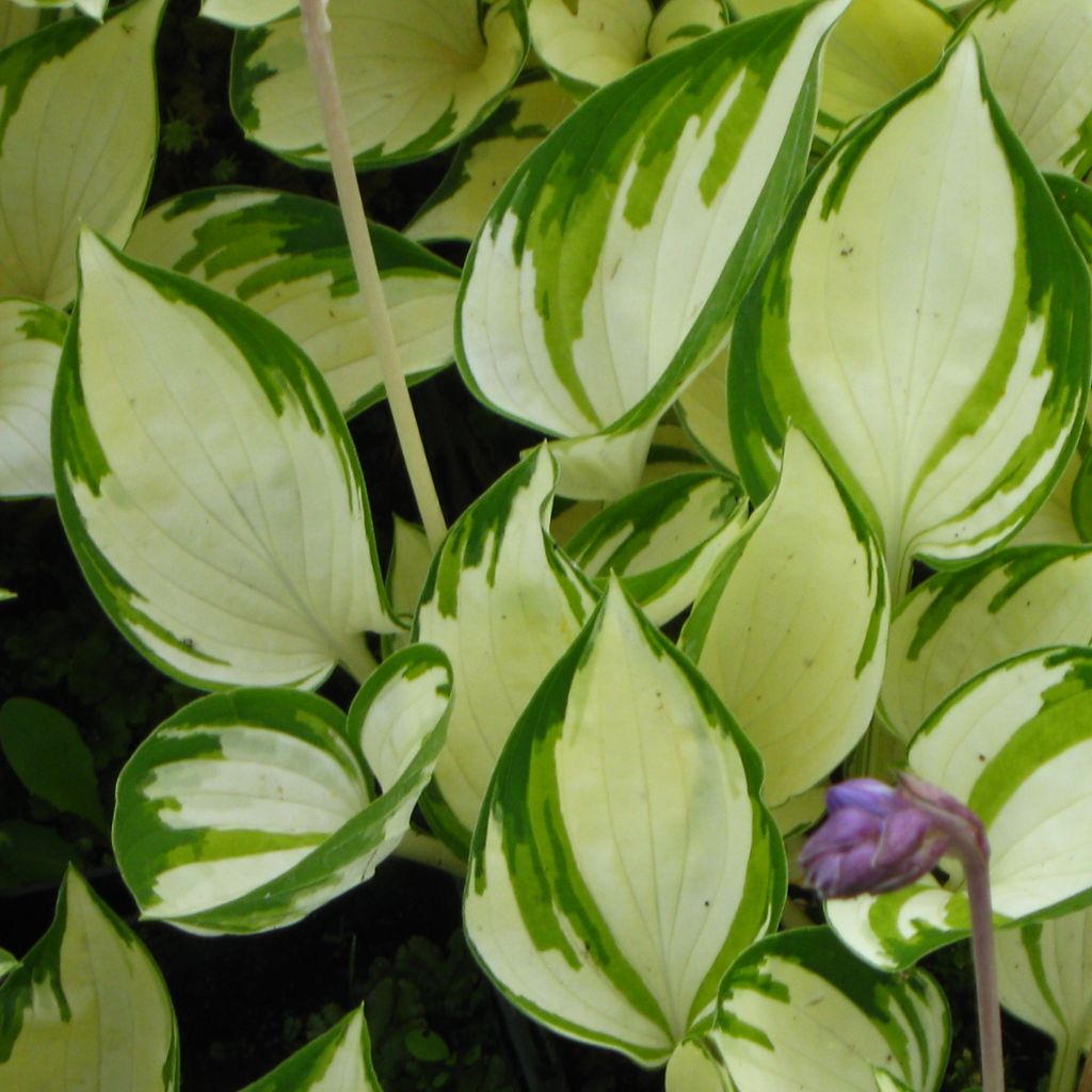 Hosta Warwick Delight - Garten-Funkie