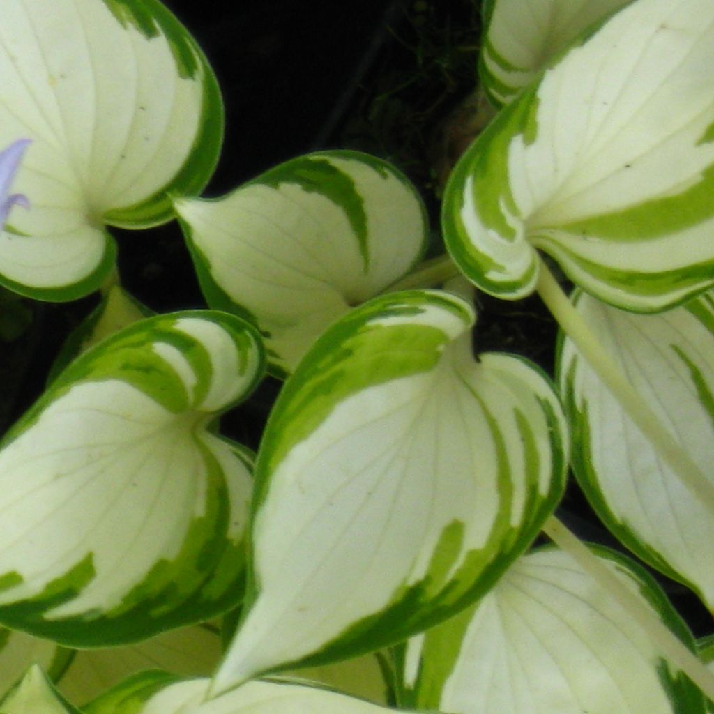 Hosta Warwick Delight - Hosta panaché miniature