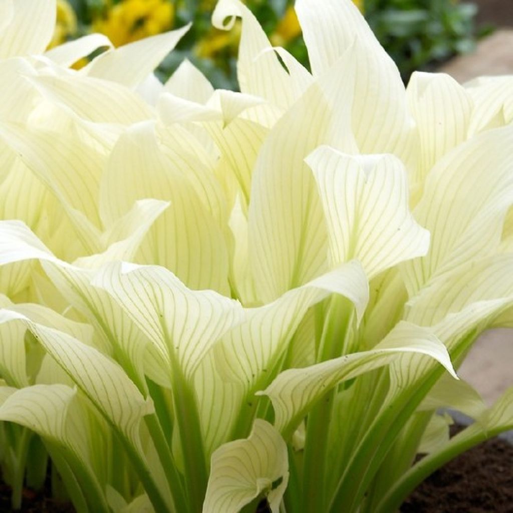 Hosta White Feather - Garten-Funkie