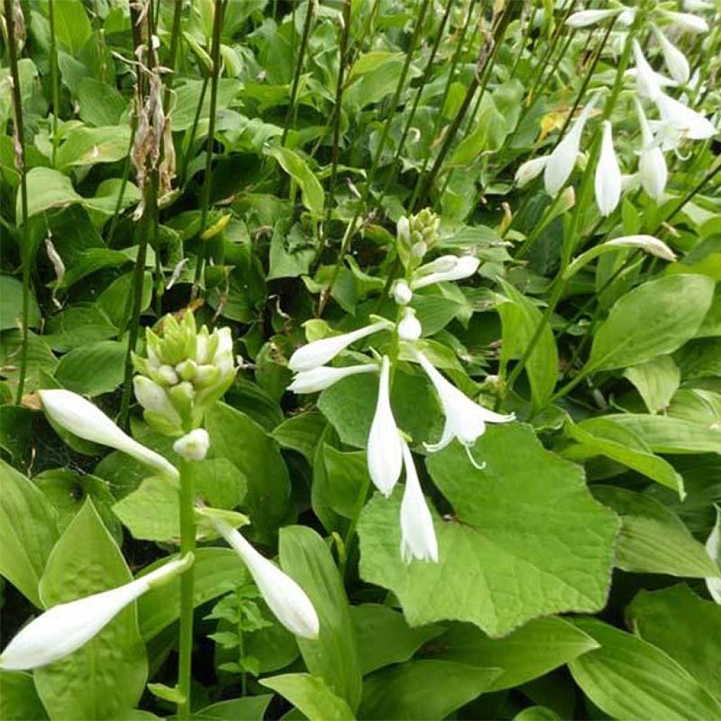 Hosta White Trumpets - Garten-Funkie