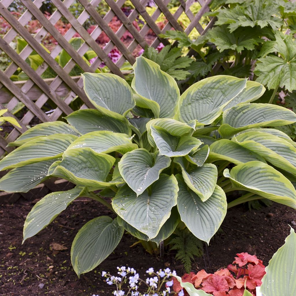 Hosta Wu-La-La - Garten-Funkie