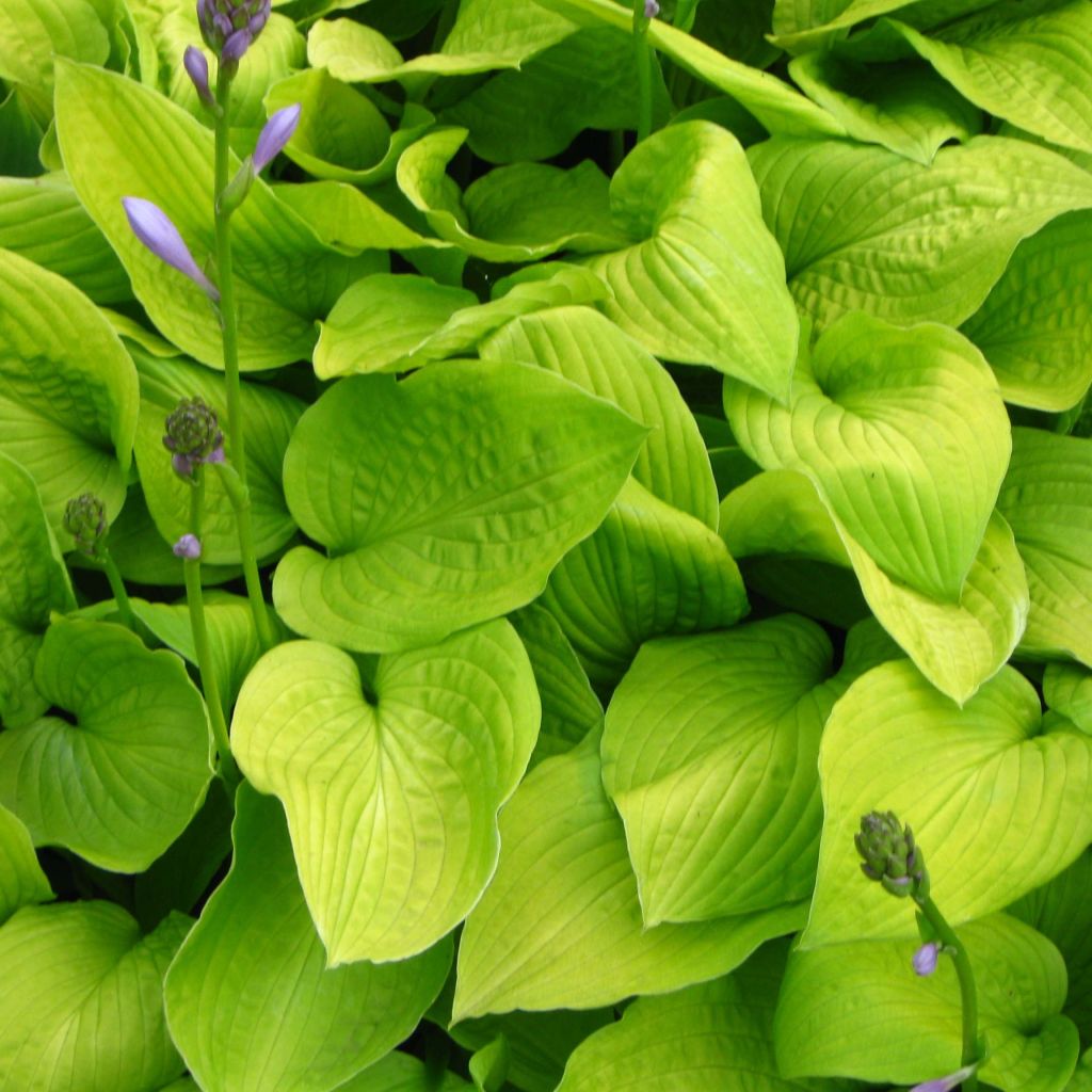 Hosta Zodiac - Garten-Funkie