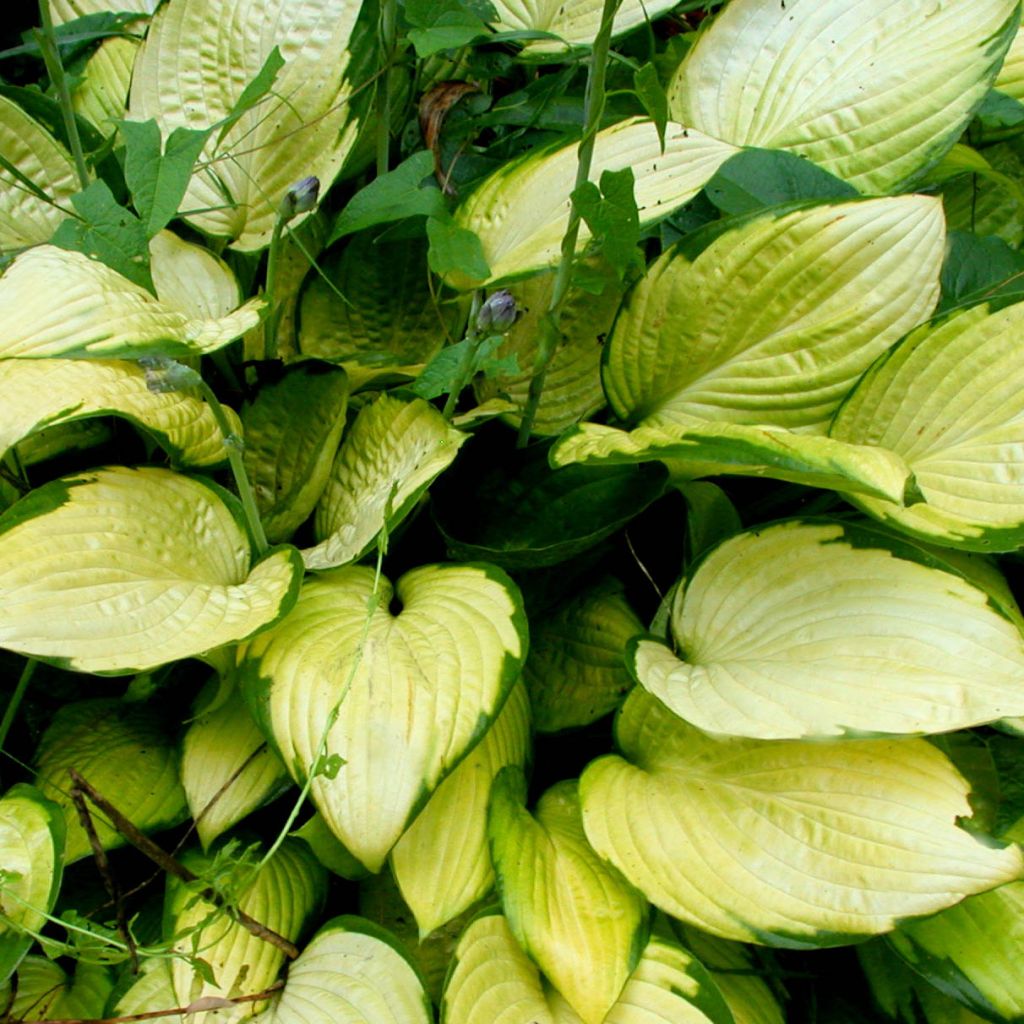 Hosta fortunei Gold Standard - Garten-Funkie