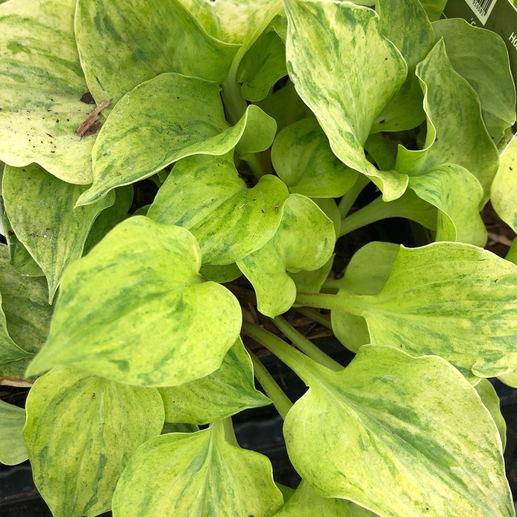 Hosta Golden Needles - Garten-Funkie