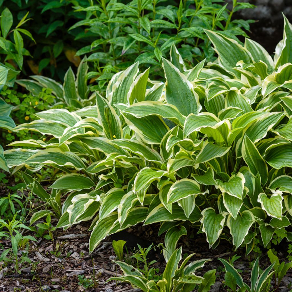 Hosta gracillima Variegata - Garten-Funkie