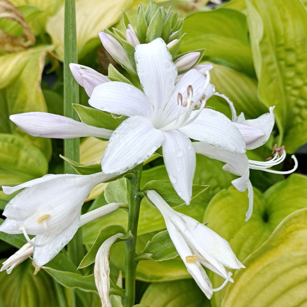 Hosta Guacamole - Garten-Funkie