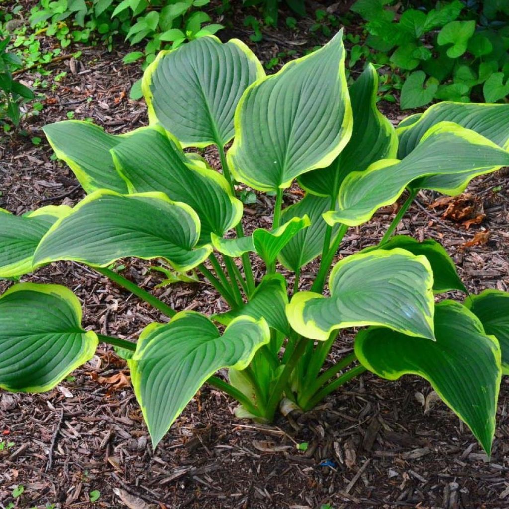 Hosta montana Yellow River