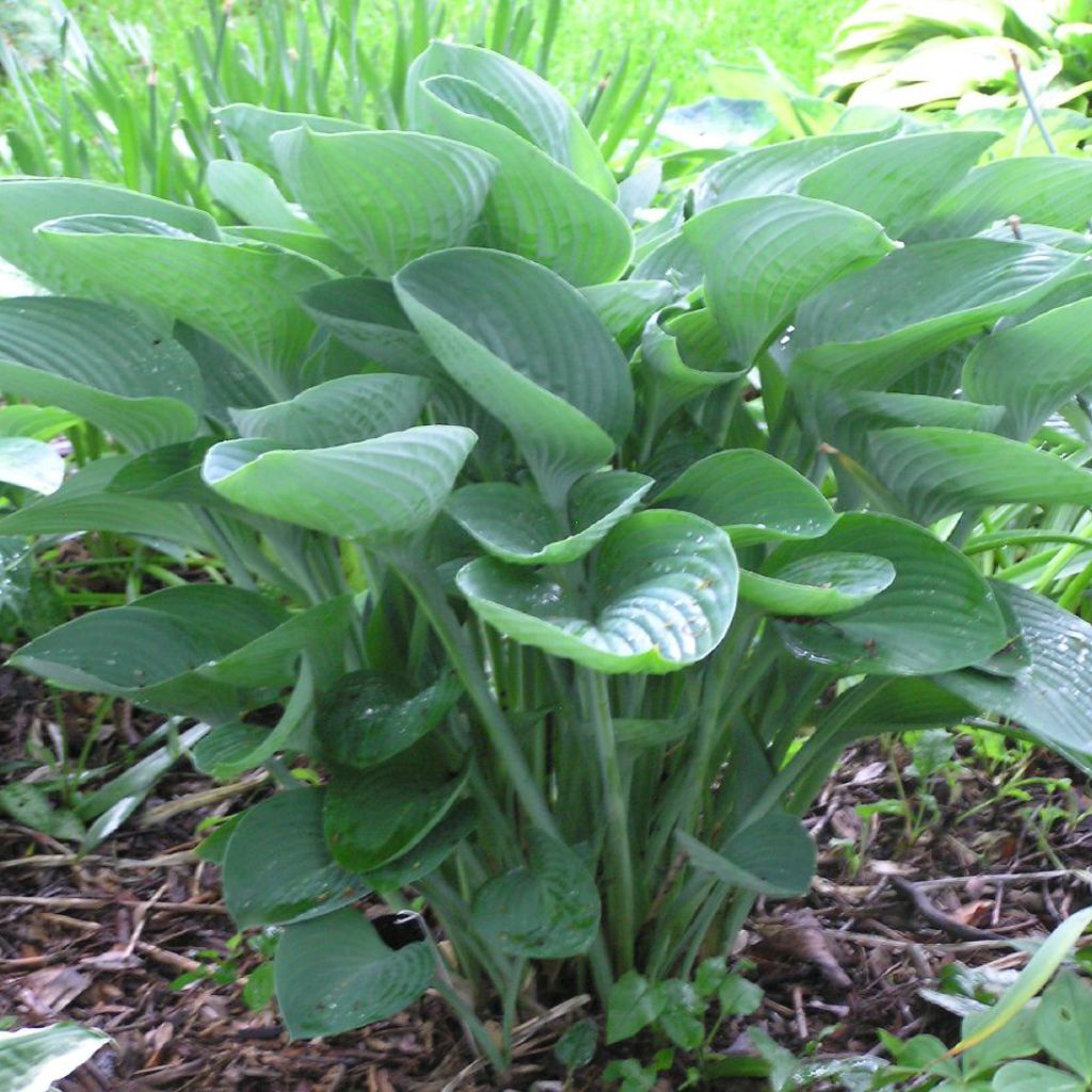 Hosta nigrescens - Garten-Funkie