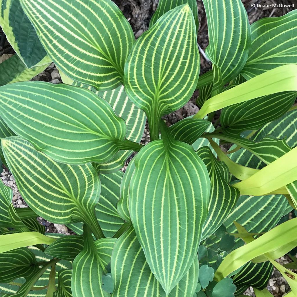 Hosta Siberian Tiger