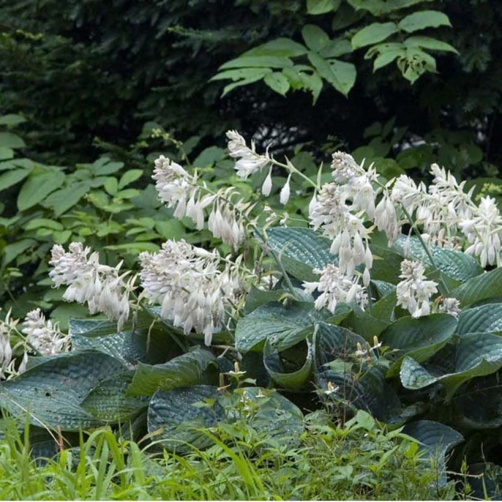 Hosta sieboldiana - Garten-Funkie