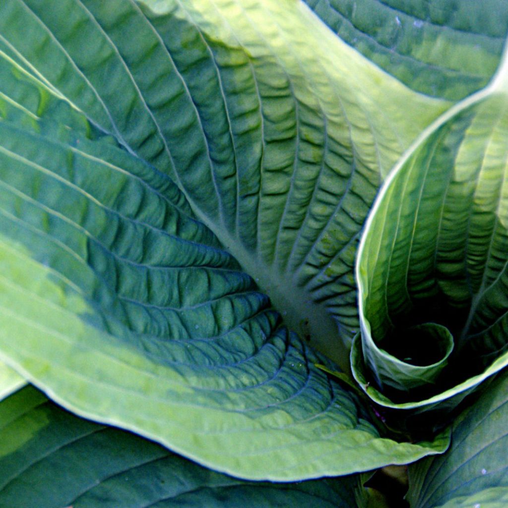 Hosta sieboldiana Frances williams