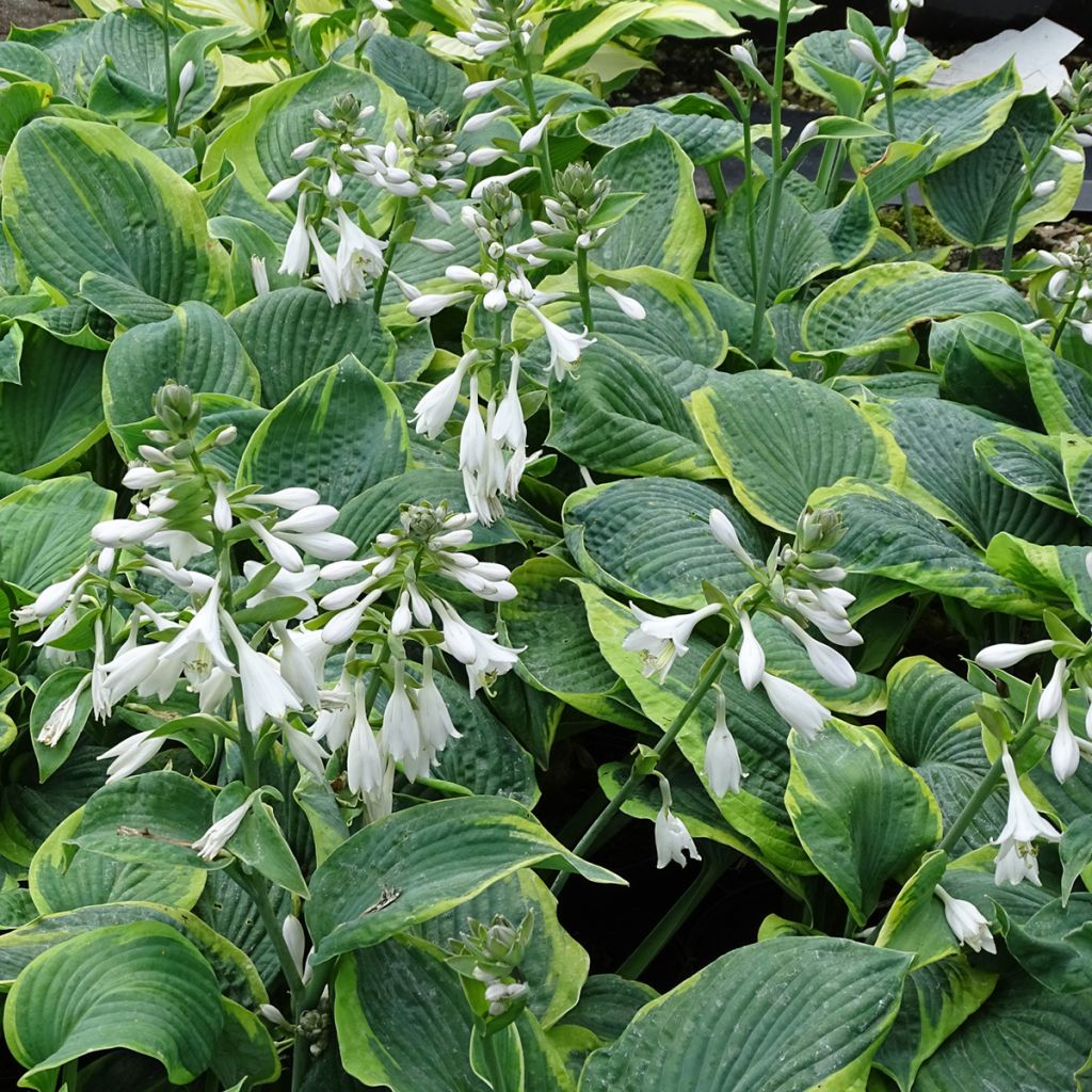 Hosta sieboldiana Frances Williams