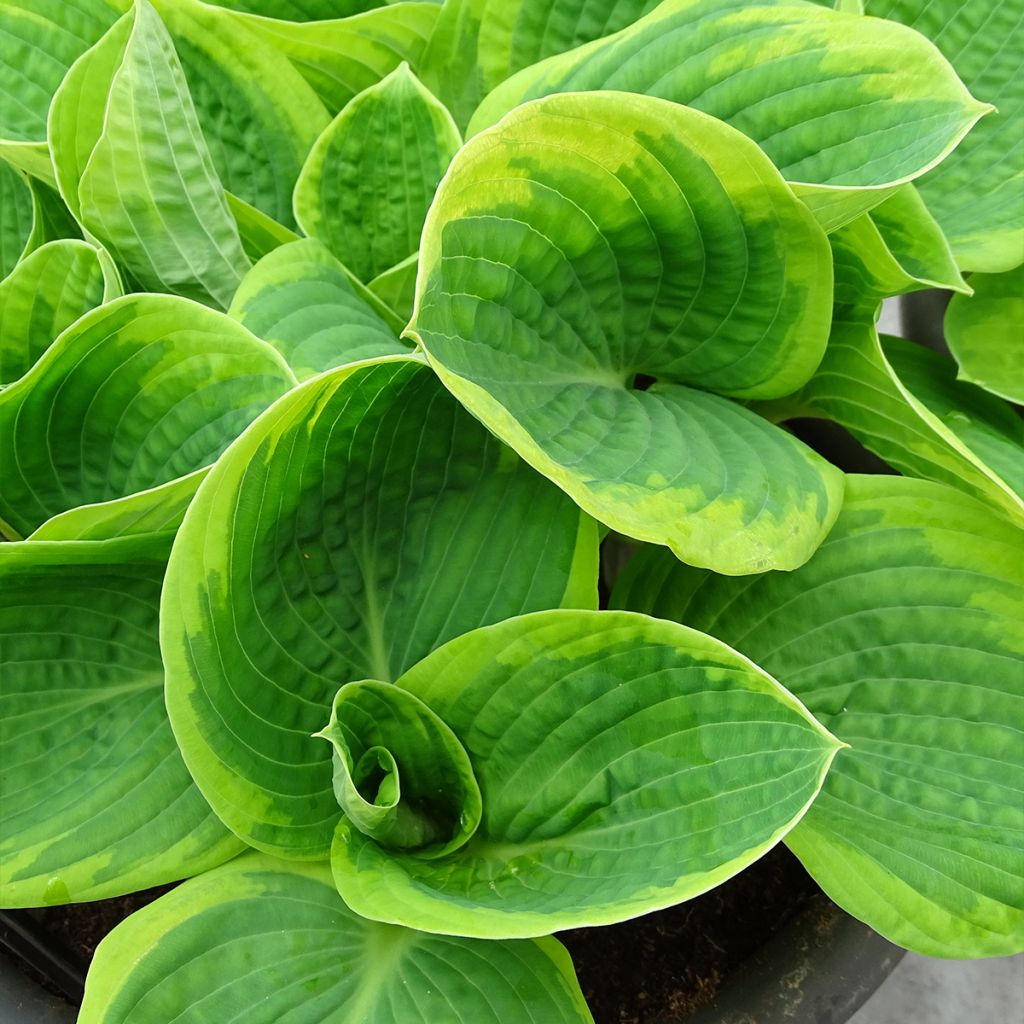 Hosta sieboldiana Frances williams - Garten-Funkie