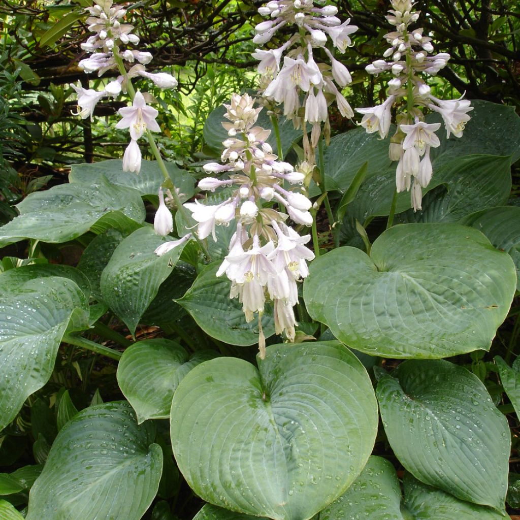 Hosta sieboldiana elegans - Garten-Funkie