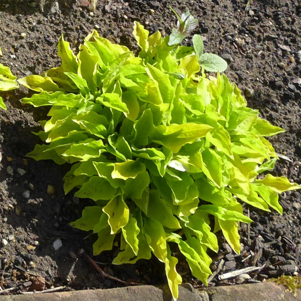 Hosta sieboldii Wogon - Garten-Funkie