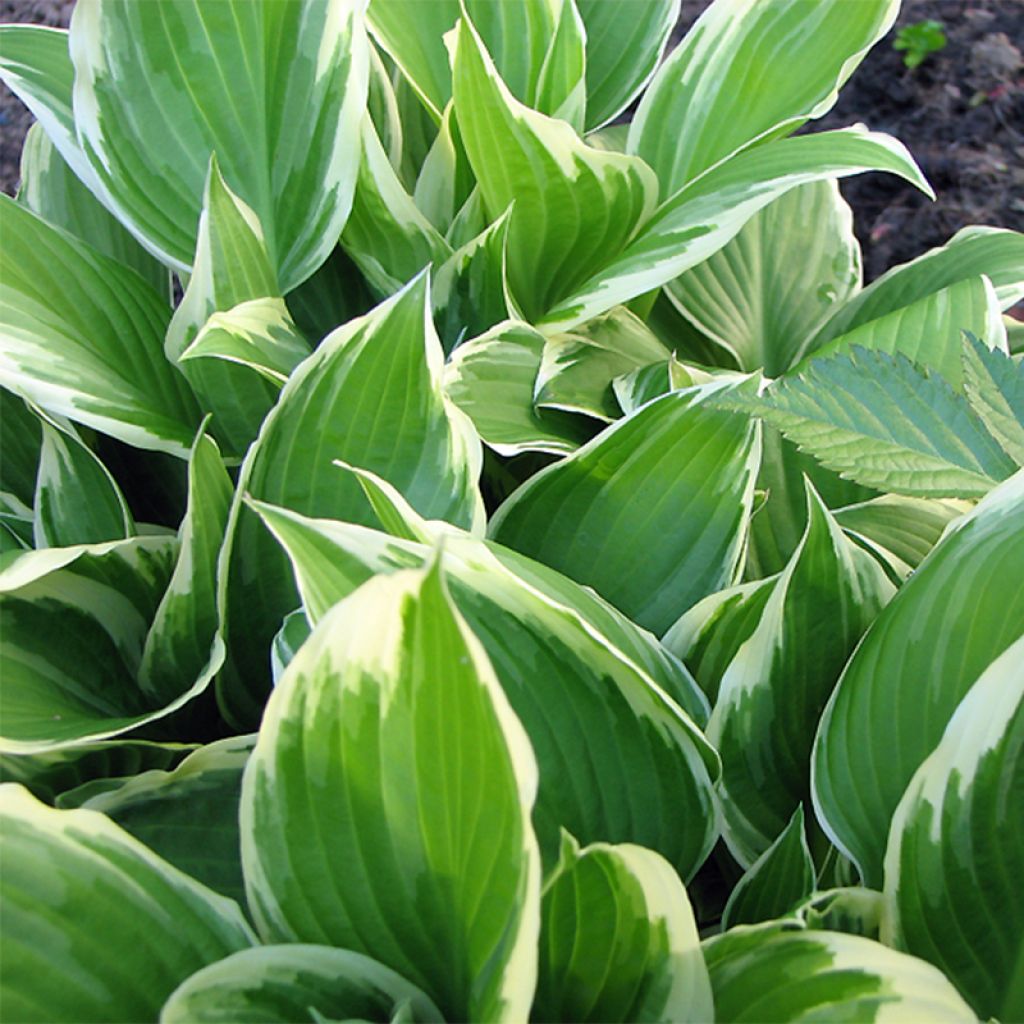 Hosta Summer Fragrance - Garten-Funkie