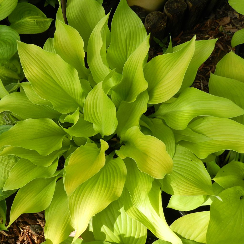 Hosta Sun power - Garten-Funkie