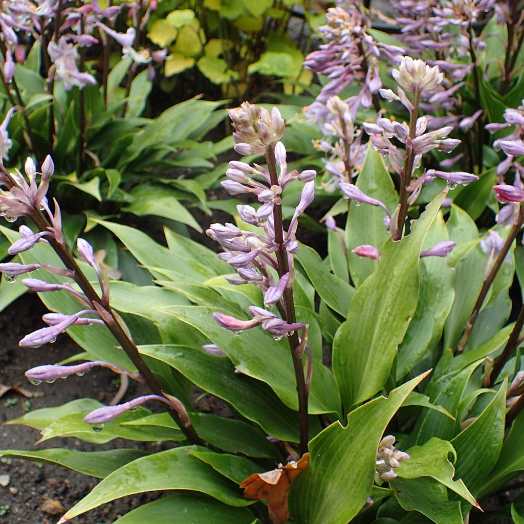 Hosta tardiflora - Garten-Funkie