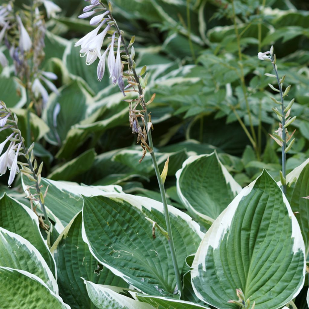 Hosta undulata albomarginata - Garten-Funkie