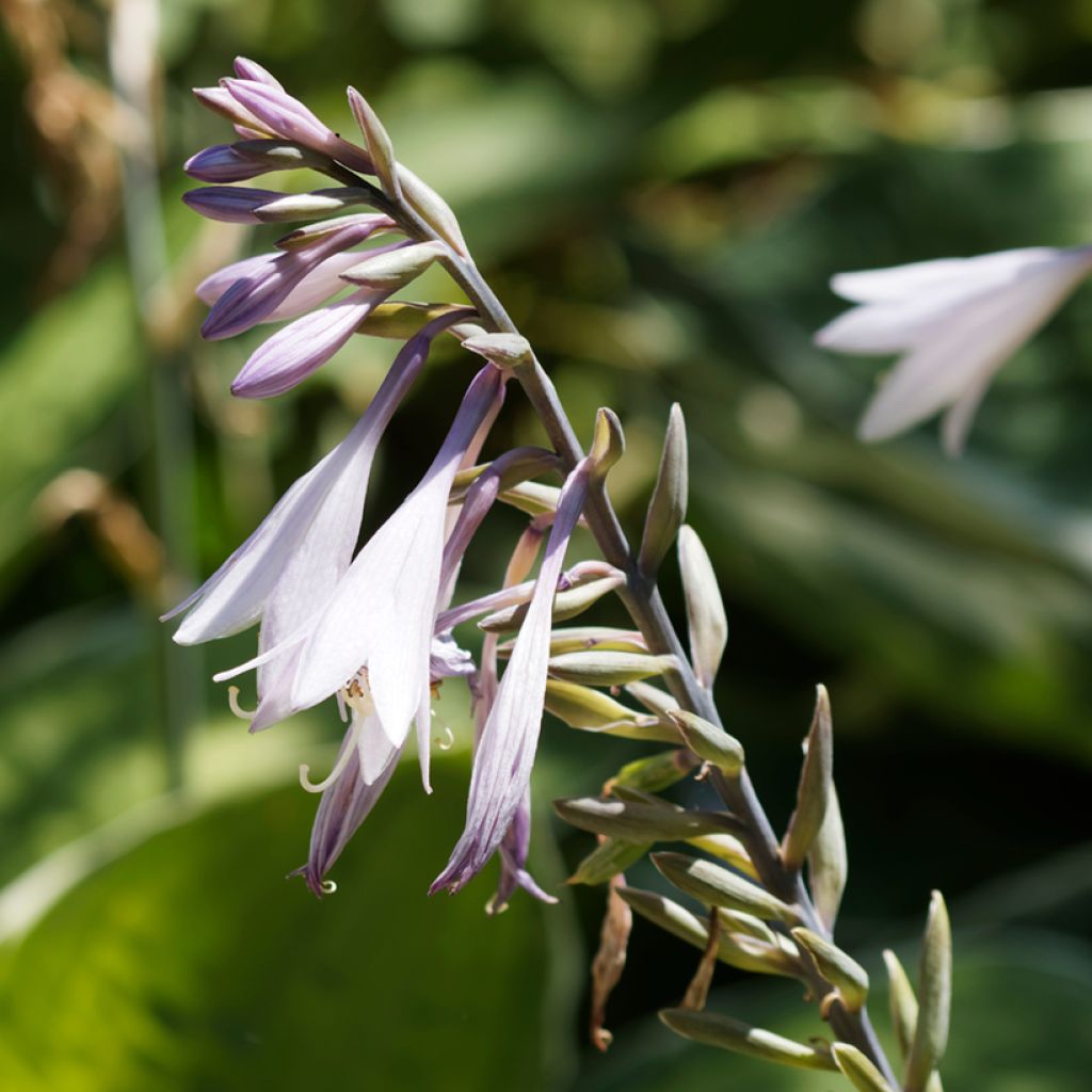 Hosta undulata albomarginata - Garten-Funkie