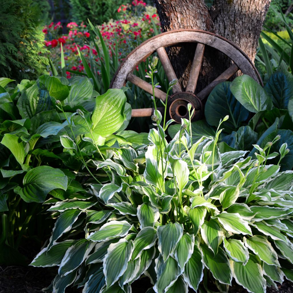 Hosta undulata albomarginata - Garten-Funkie