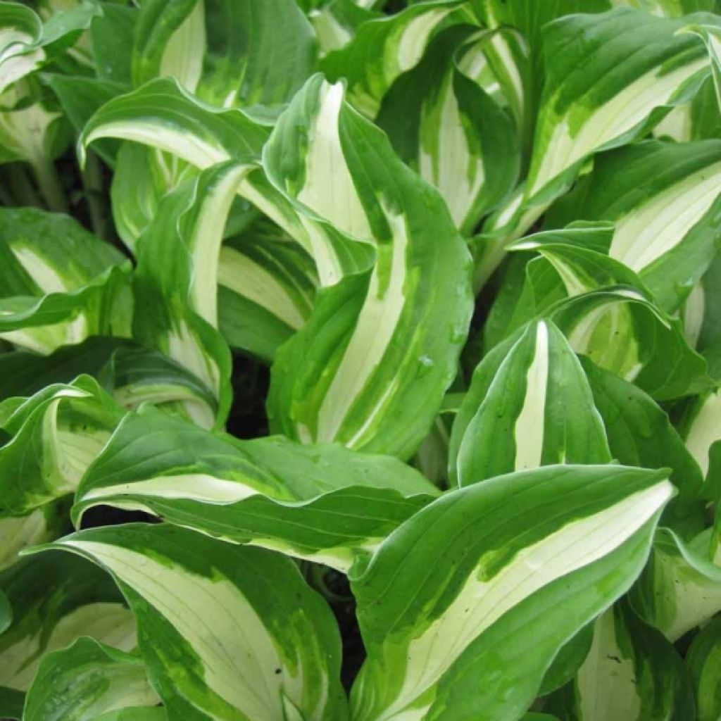 Hosta undulata Mediovariegata - Garten-Funkie