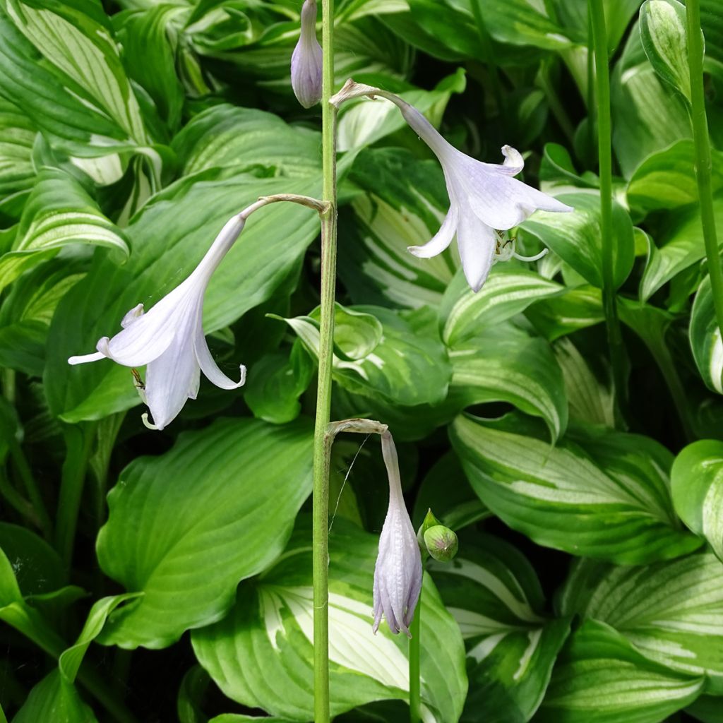 Hosta undulata Mediovariegata