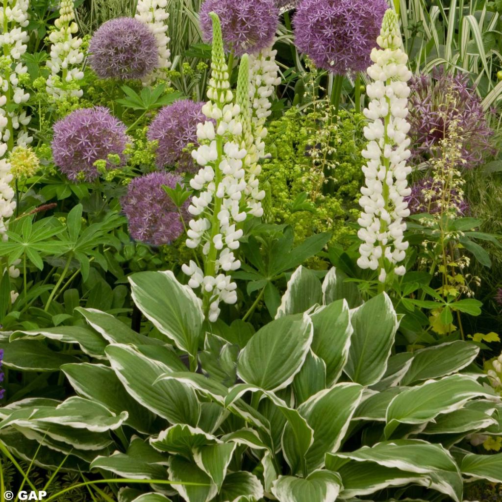 Hosta undulata albomarginata - Garten-Funkie