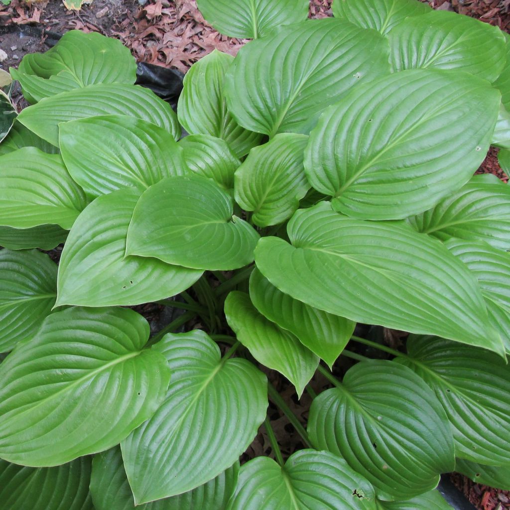 Hosta ventricosa - Garten-Funkie