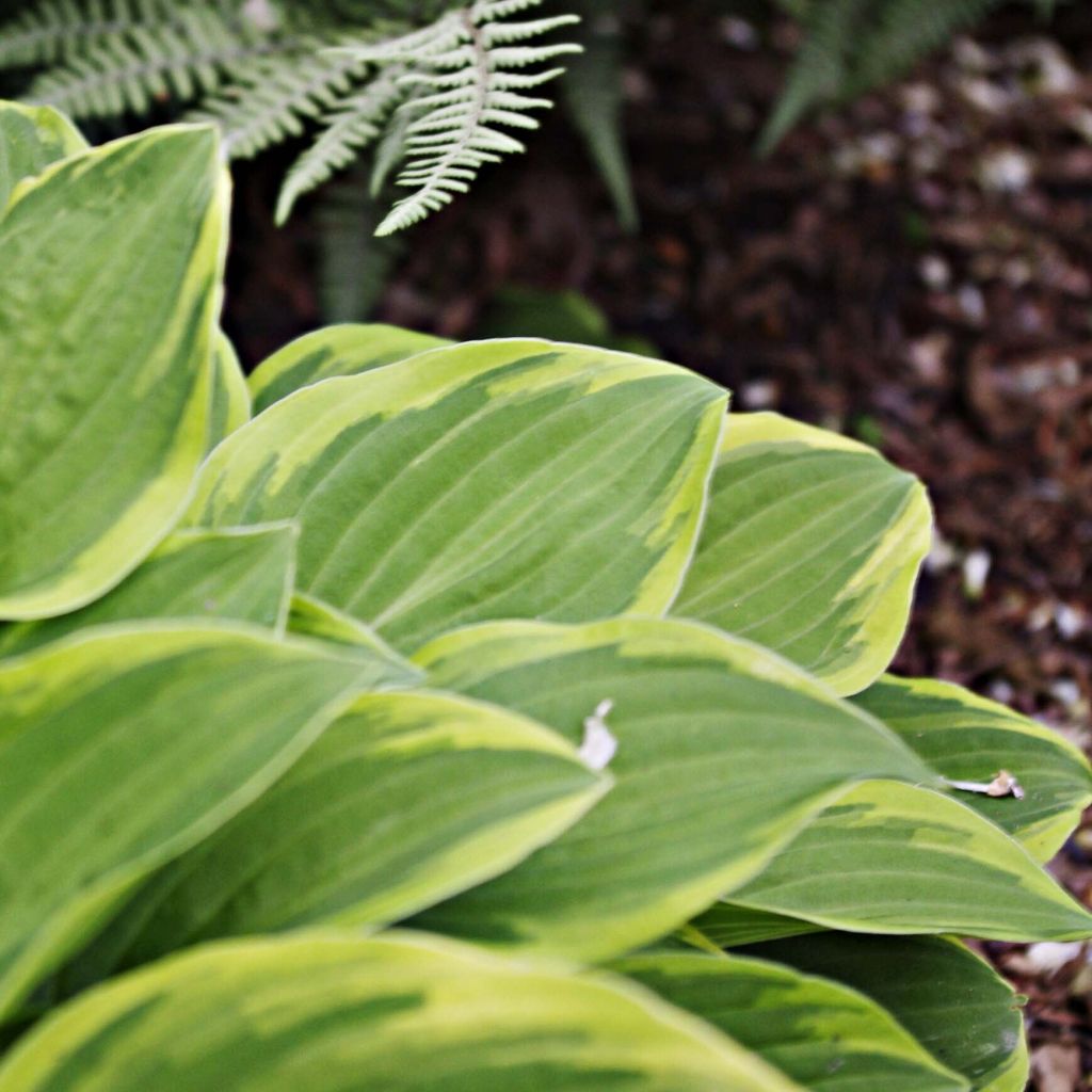 Hosta Fragrant Dream - Garten-Funkie