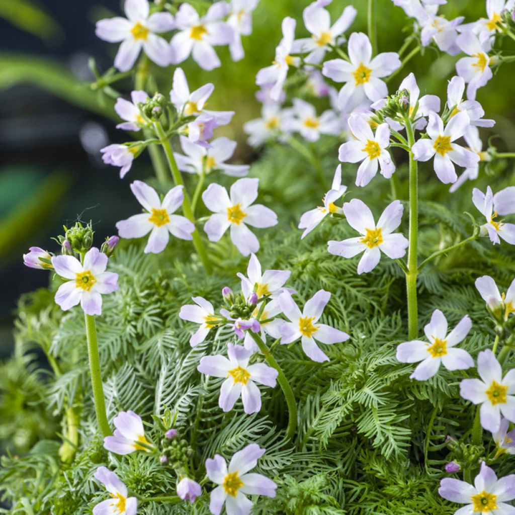 Hottonia palustris - Wasserfeder