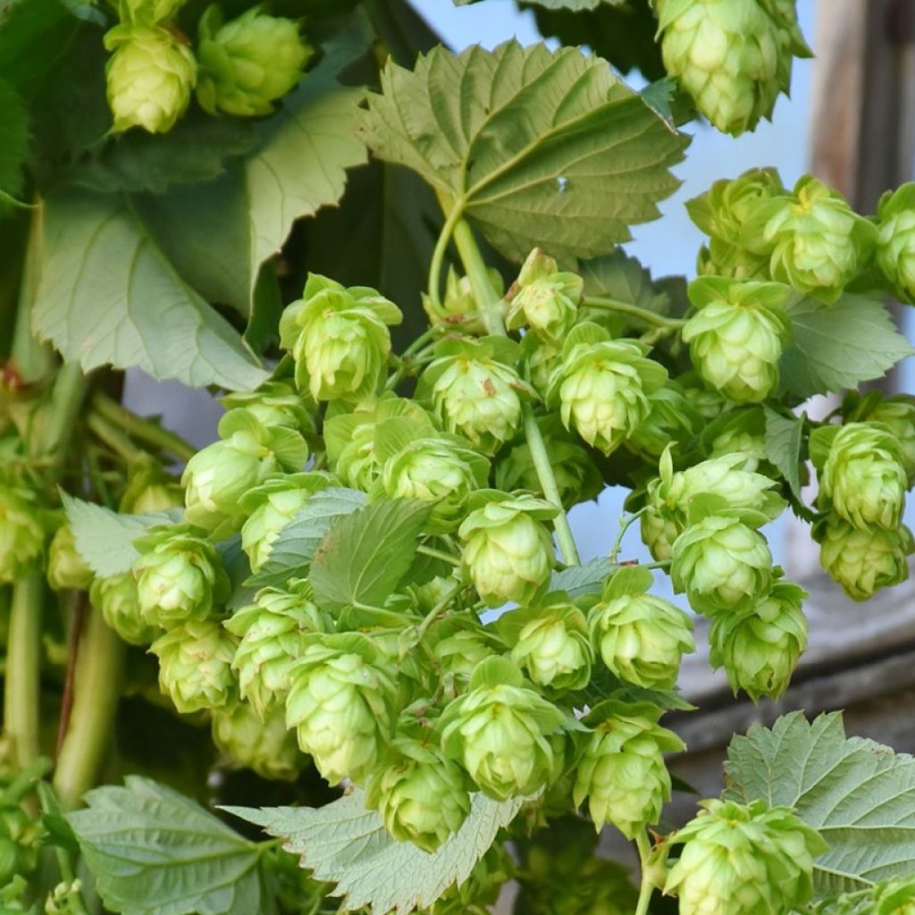 Humulus lupulus Hallertauer Tradition - Hopfen