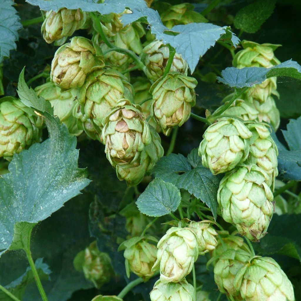 Humulus lupulus Hallertauer Tradition - Hopfen