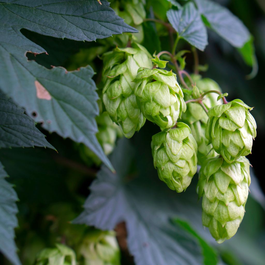 Humulus lupulus Hersbrucker - Hopfen