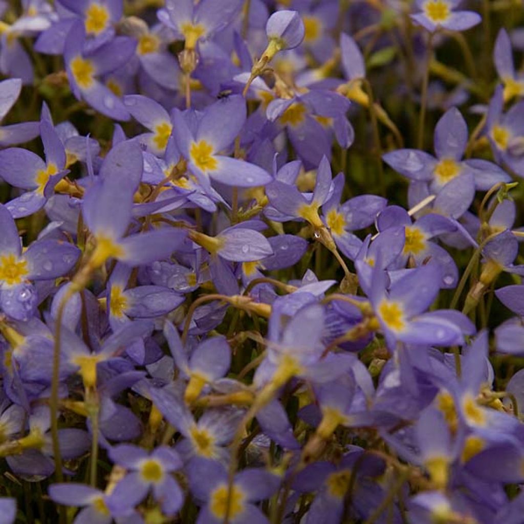 Houstonia caerulea Millard's Variety - Porzellansternchen