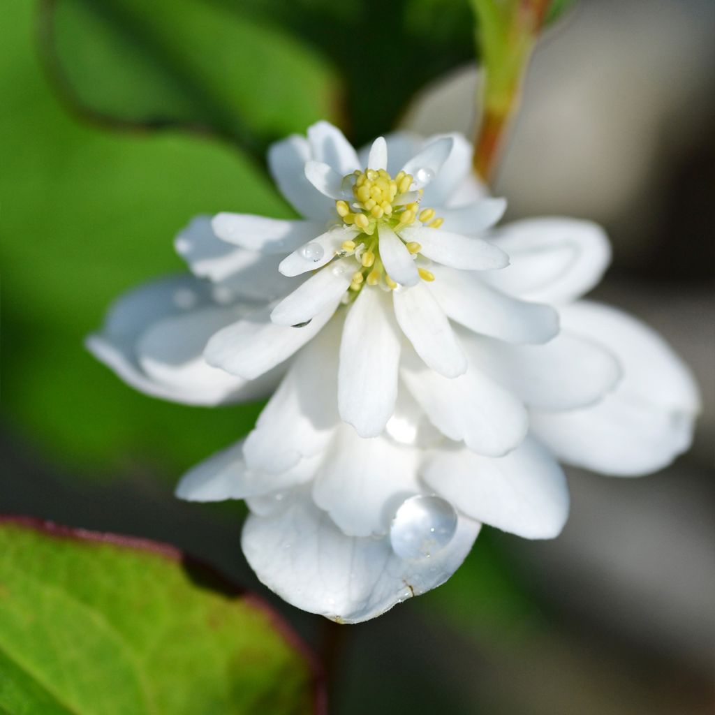 Houttuynia cordata Flore Pleno