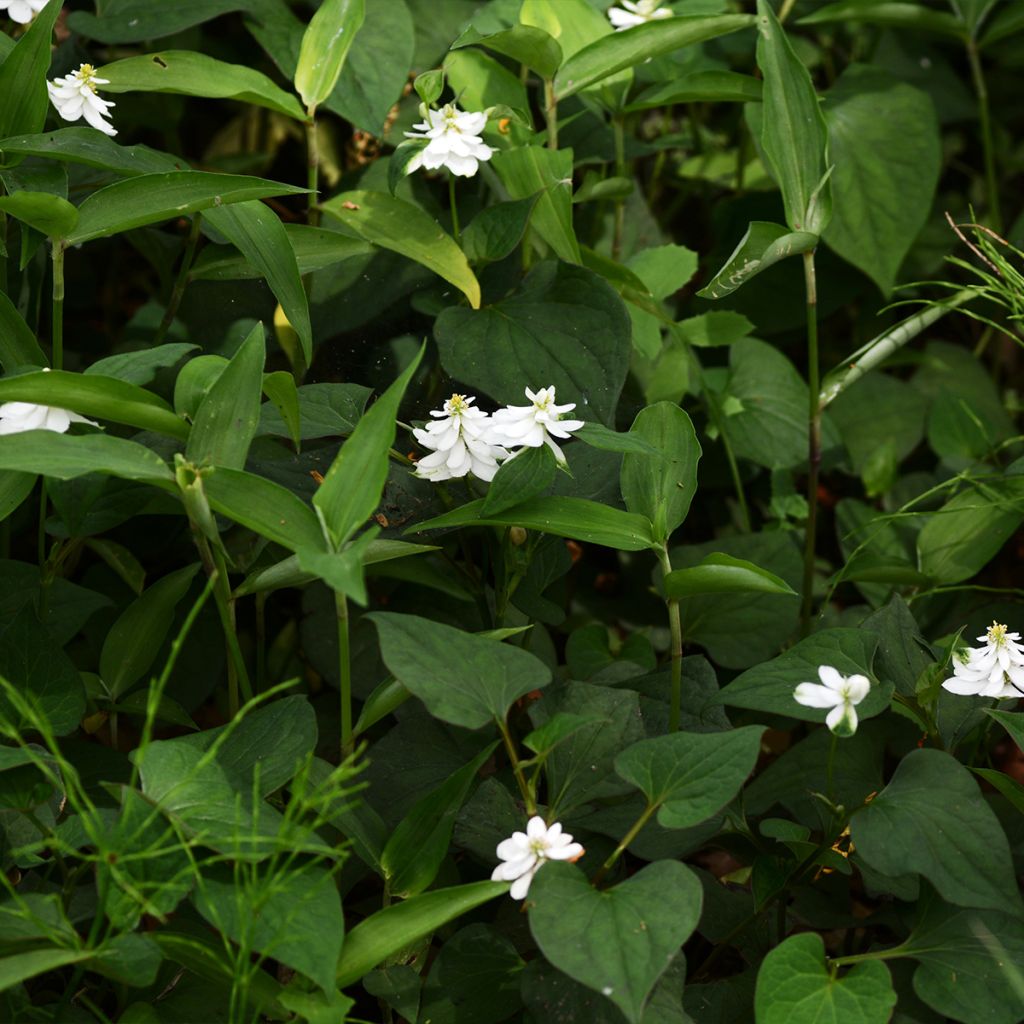 Houttuynia cordata Flore Pleno