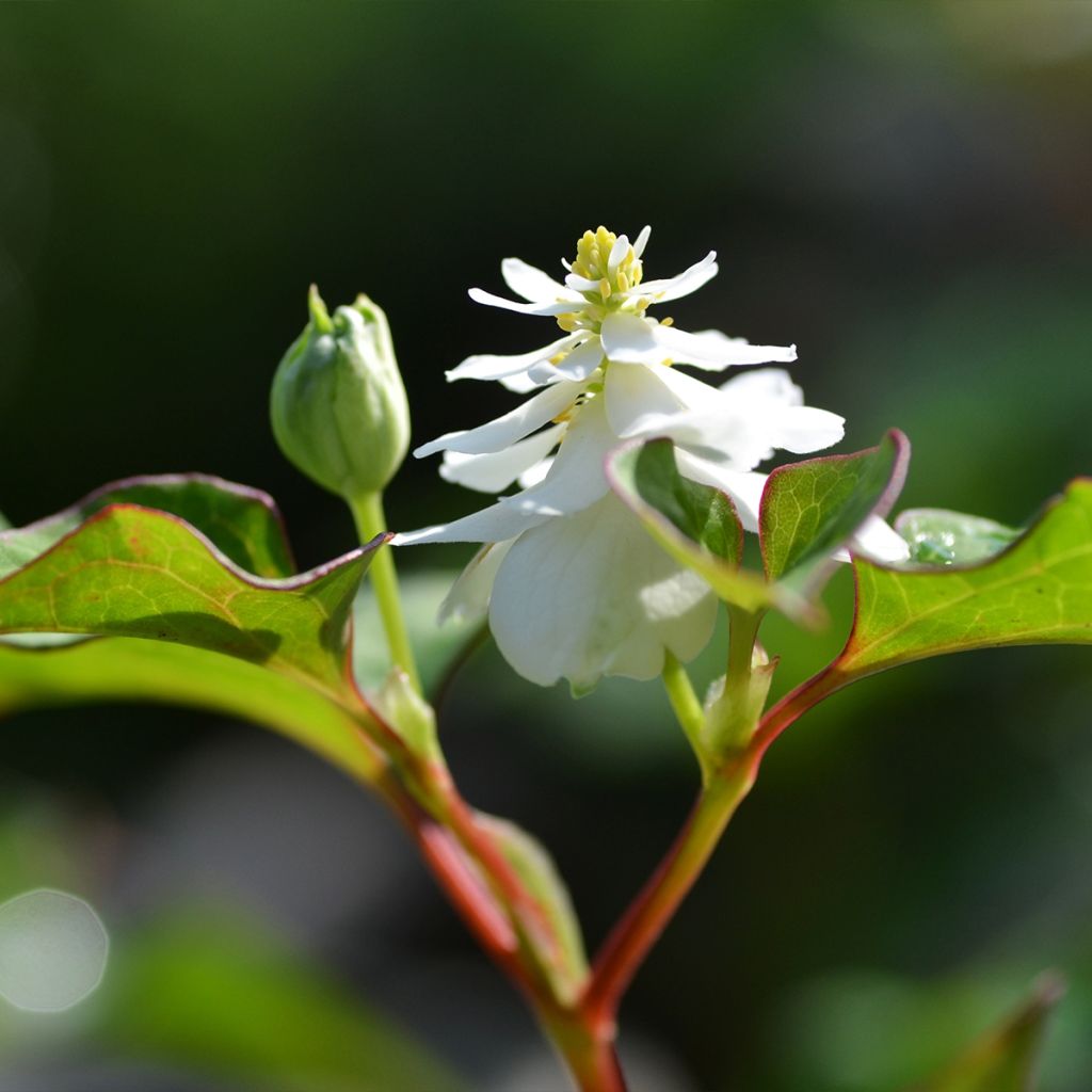 Houttuynia cordata Flore Pleno