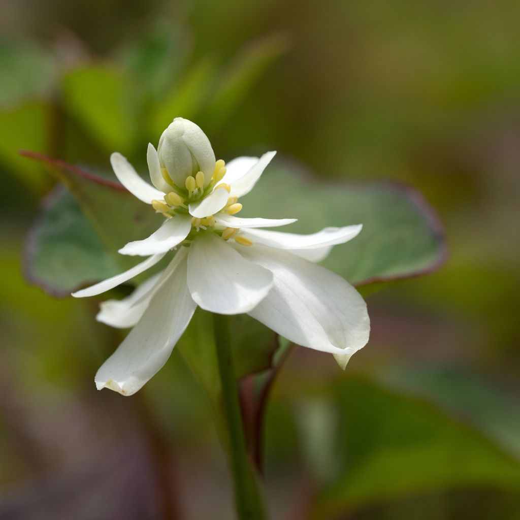 Houttuynia cordata Flore Pleno