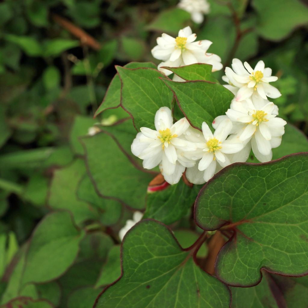 Houttuynia cordata Flore Pleno