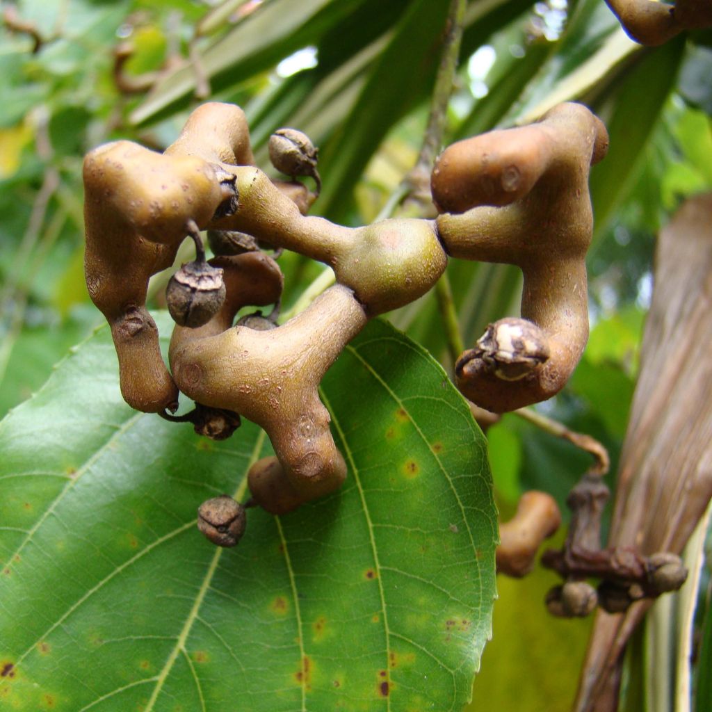 Japanischer Rosinenbaum - Hovenia dulcis