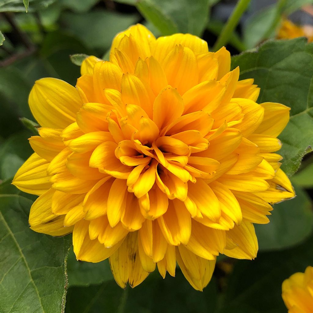 Helianthus decapetalus Soleil d'Or - Zehnstrahlige Sonnenblume