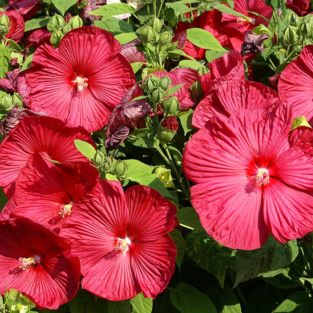 Hibiscus moscheutos Rouge