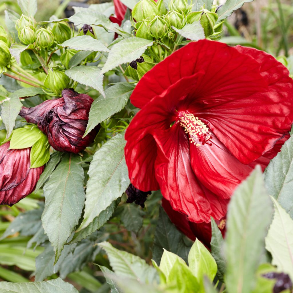 Hibiscus moscheutos Rouge