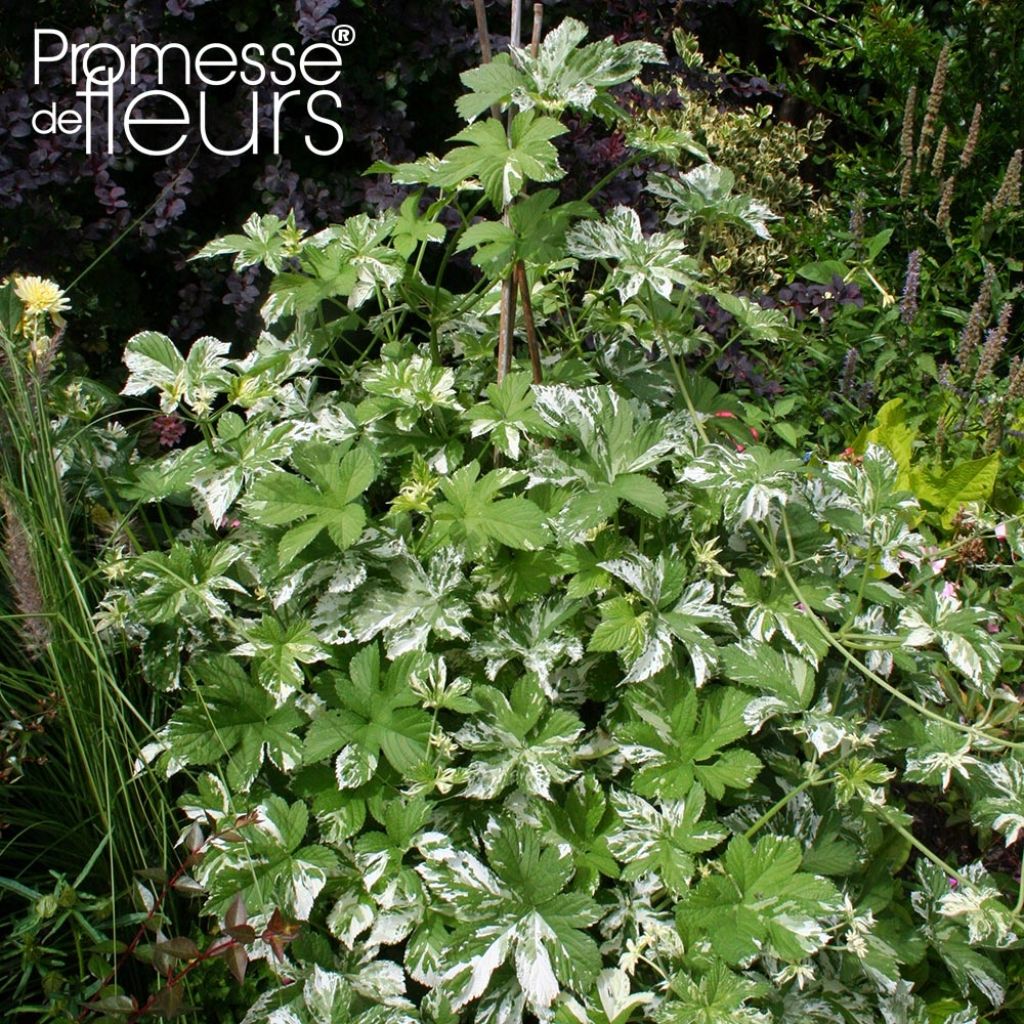 Humulus japonicus Variegatus - Japanischer Hopfen